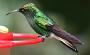 Hummingbird Garden Photo: Coppery-Headed Emerald